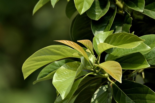 leaves, green, growth leaves