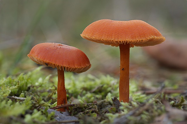 mushroom, sponge, agaric