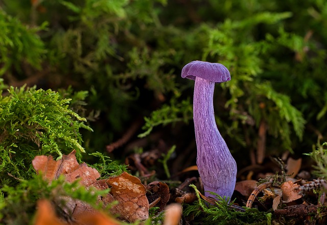 purple paint funnel, mushroom, laccaria amethystea
