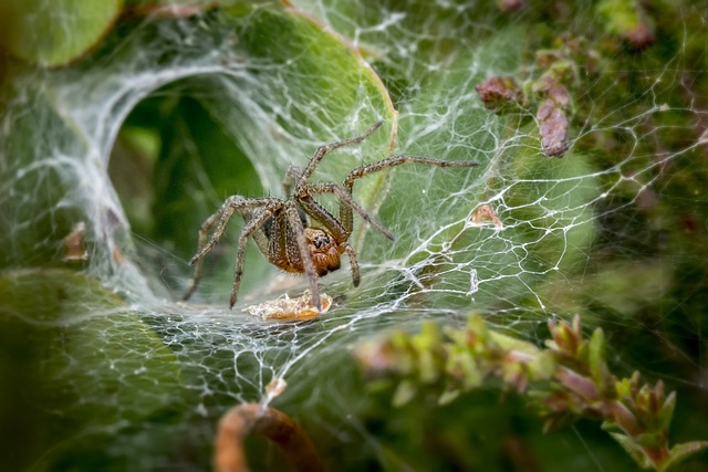 funnel web spider, web, spiderweb