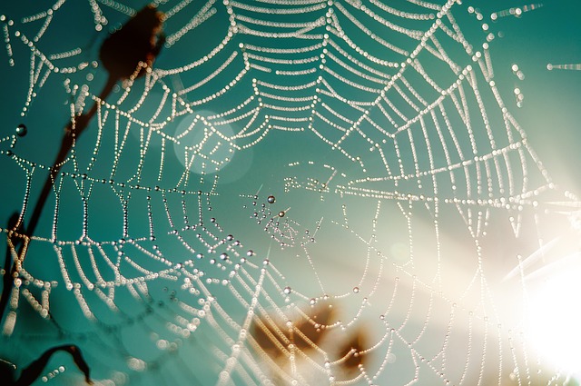 spider web, cobweb, habitat