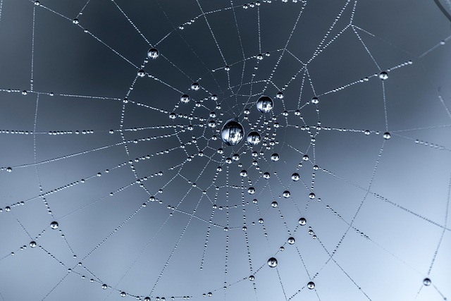 spider web, nature, web